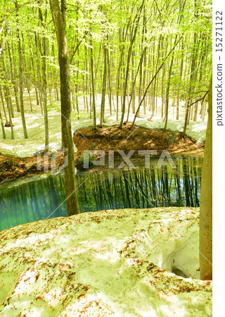 新鮮的綠色山毛櫸森林 新鮮的綠色山毛櫸森林 15271122