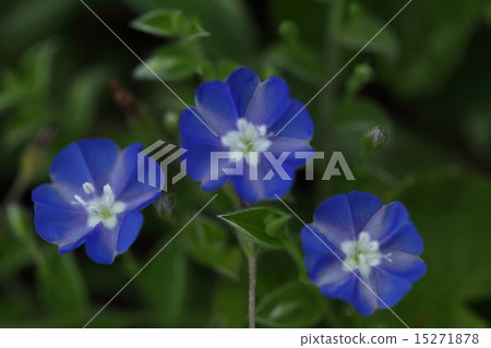 Natural plant Asagao Garaxa was blooming on the coastal meadow of Ishigakijima. It seems that it is a kind of American blue Natural plant Asagao Garaxa was blooming on the coastal meadow of Ishigakijima. It seems that it is a kind of American blue 15271878