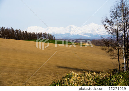 殘余雪和春天領域山 15271919