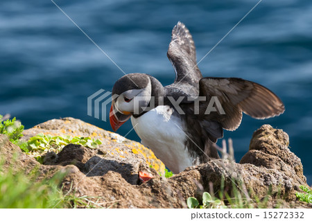 Puffin stands on a rock, Iceland 15272332