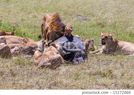 Lions Feeding Lions Feeding 15272866