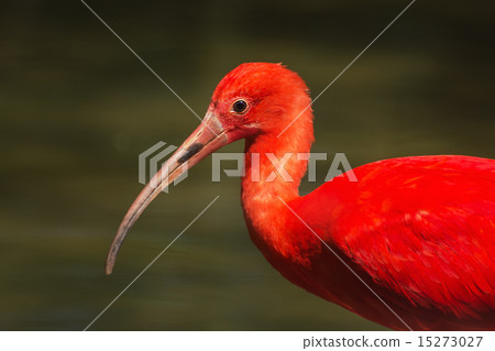 Scarlet ibis (Eudocimus ruber) 15273027
