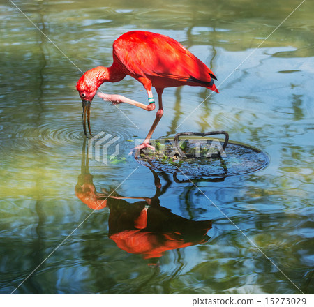 Scarlet ibis with reflection in water 15273029