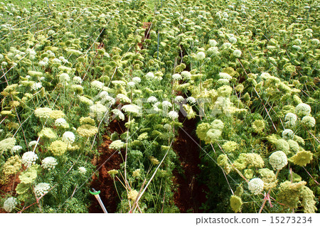Asia agriculture field, carrot flower Asia agriculture field, carrot flower 15273234