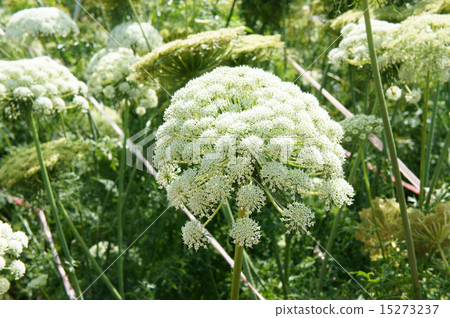 Asia agriculture field, carrot flower 15273237