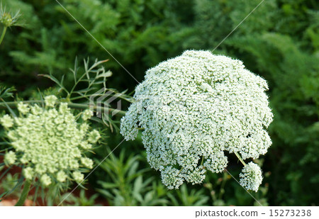 Asia agriculture field, carrot flower Asia agriculture field, carrot flower 15273238