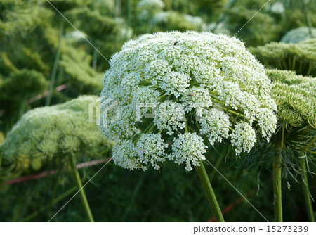 Asia agriculture field, carrot flower Asia agriculture field, carrot flower 15273239