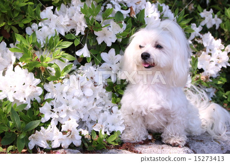 White azalea and maltese White azalea and maltese 15273413