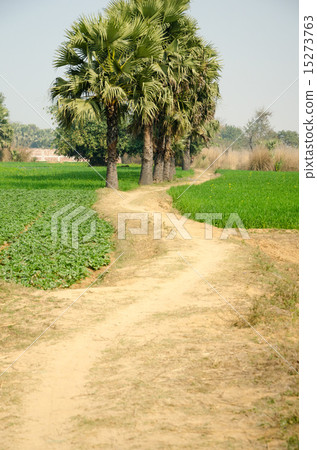 India Bodagaya Playa in the village of Sujata 15273763