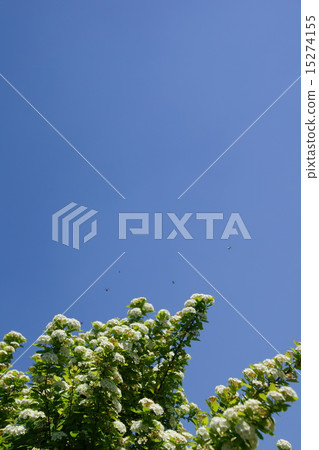 Kokomekubana and blue sky (vertical) 15274155