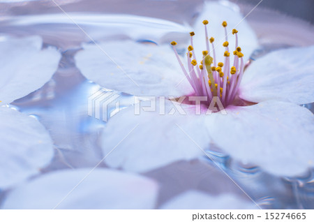 櫻桃樹 櫻桃樹 15274665