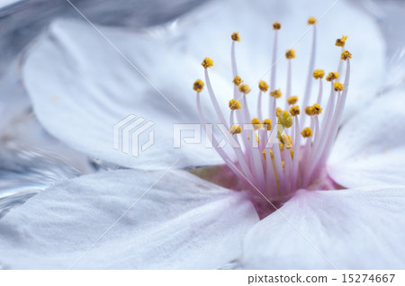 Cherry Blossoms	 15274667