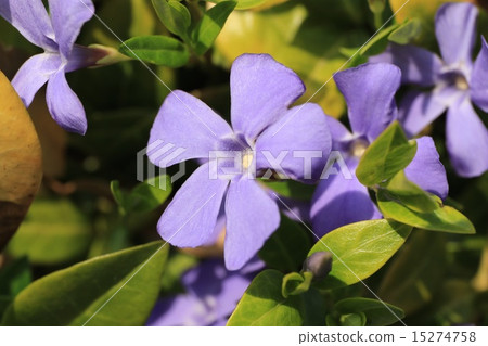 Cherry tree flower (spring flower) Cherry tree flower (spring flower) 15274758