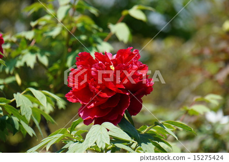 Peony flower 15275424