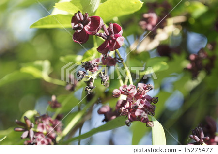 图库照片 三叶木通木通属 花朵 花卉