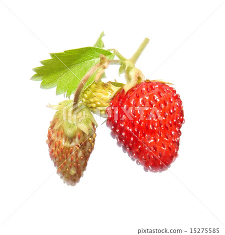 Strawberry with green leaf 15275585