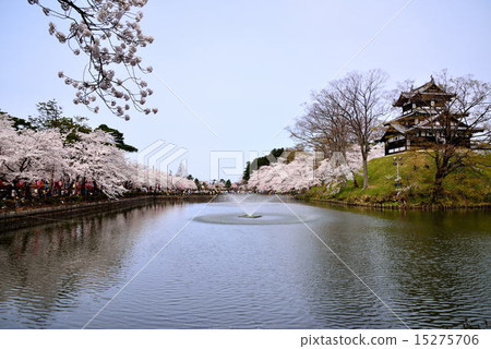 櫻桃高田公園 15275706