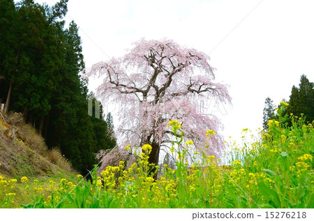 Fukuda Temple's Thread Zakura - Battlefield's weeping cherry tree parents Fukuda Temple's Thread Zakura - Battlefield's weeping cherry tree parents 15276218