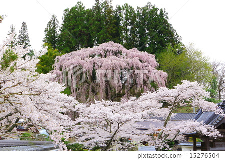 Red bowl cherry blossoms at Fukujuji 15276504