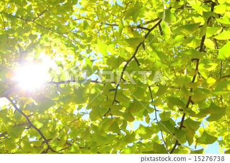 ginkgo, gingko, sun 15276738