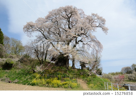 天神與櫻花結婚 15276858