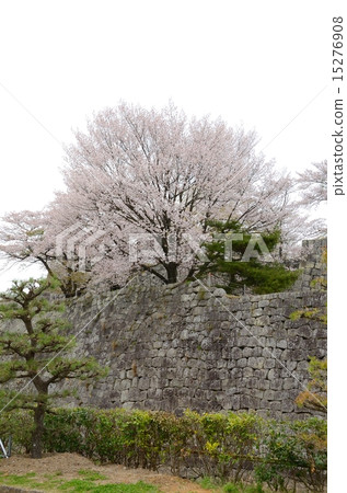 Shirakawa Komine城堡石垣和櫻花 15276908