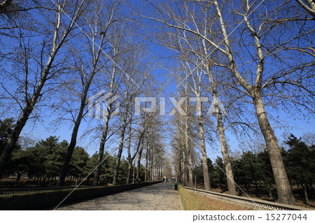 世界遺產北京Akozo Ringle神道 15277044