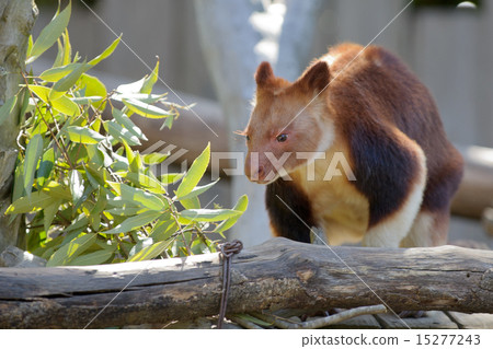 Sedge ki Novoli kangaroo 4 15277243