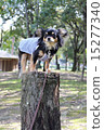 Chihuahua on the stump 15277340