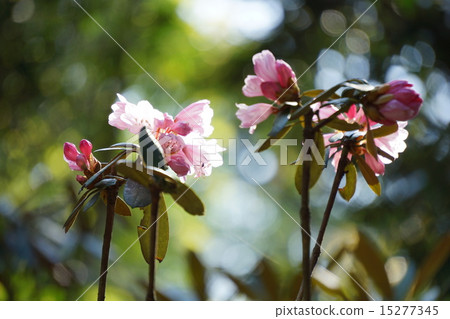Rhododendron flower Rhododendron flower 15277345