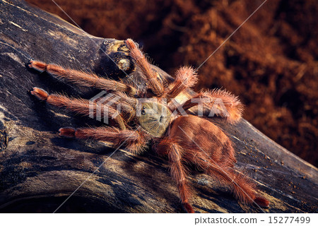 tarantula Tapinauchenius gigas tarantula Tapinauchenius gigas 15277499