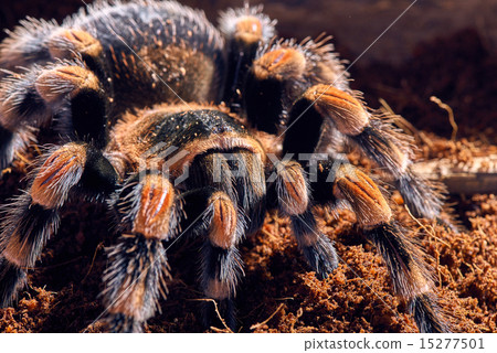 Mexican red knee tarantula  15277501