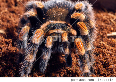 Mexican red knee tarantula Mexican red knee tarantula 15277512