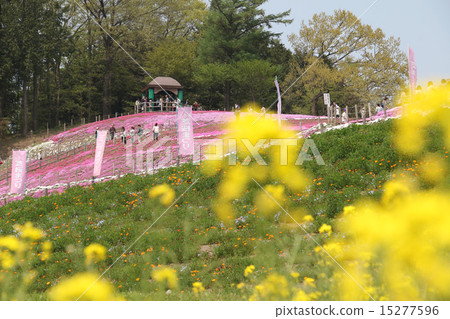 美里苔蘚櫻花公園和強姦花 15277596