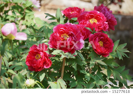 Button flower Button flower 15277618