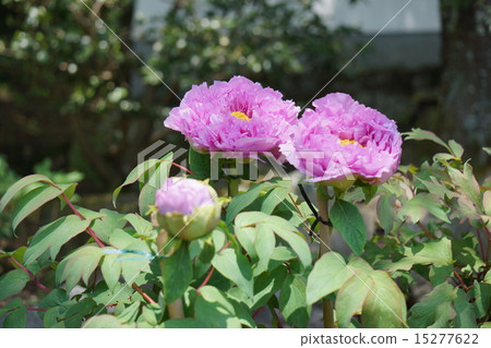 按鈕花 15277622