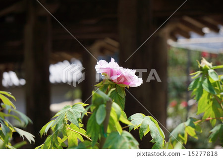 Hasega Temple的按鈕 15277818