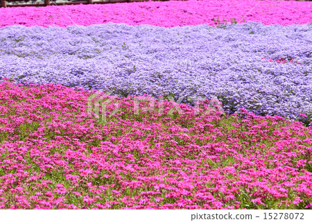 Riyama Park Shiba Sakura no Oka 15278072