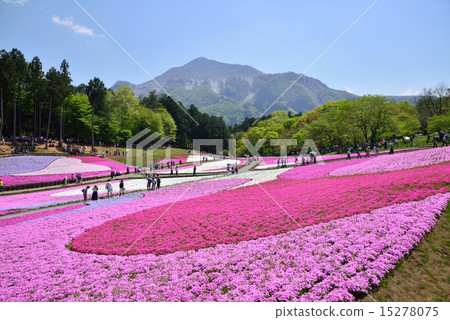Riyama Park Shiba Sakura no Oka 15278075