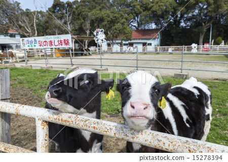 Awajishima Ranch 15278394