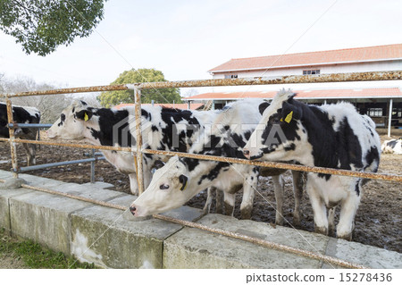 Awajishima Ranch 15278436