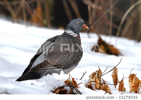 Wild pigeon on snow Wild pigeon on snow 15278545
