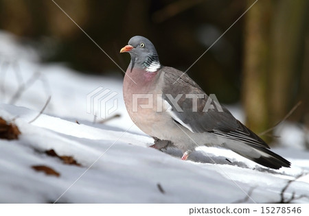 Winter pigeon Winter pigeon 15278546