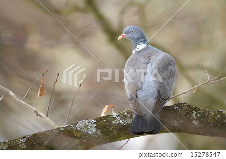 Pigeon on branch Pigeon on branch 15278547