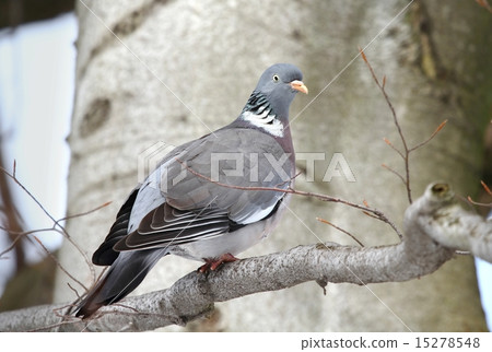 Wild pigeon Wild pigeon 15278548