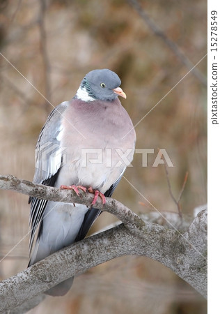 Columba palumbus Columba palumbus 15278549