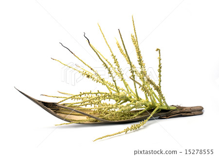 Flower of coconut tree isolated 15278555