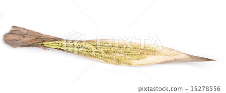 Flower of coconut tree isolated, Spadix 15278556