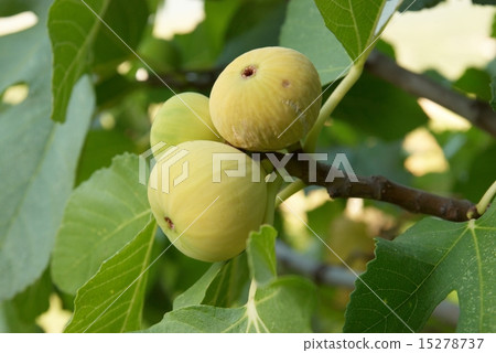 Fig tree 15278737