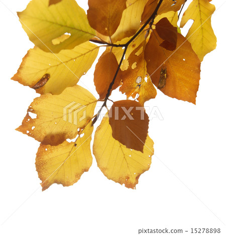 Autumn leaves Autumn leaves 15278898